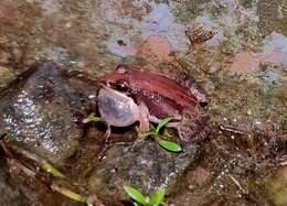 Image of Minervarya frog