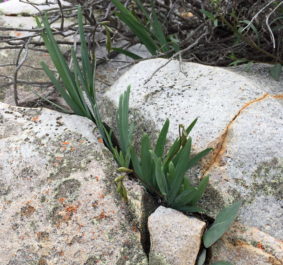 Image of Freesia occidentalis L. Bolus