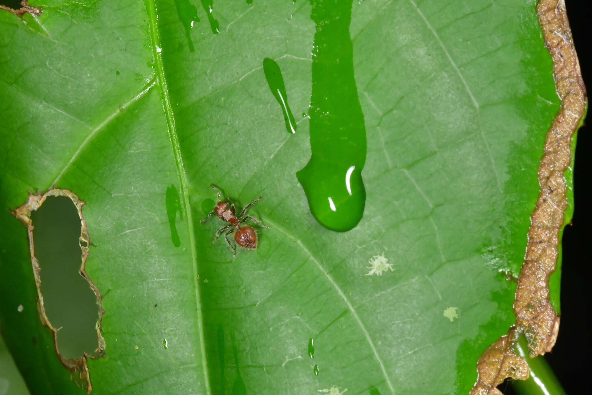 Image of Meranoplus castaneus Smith 1857