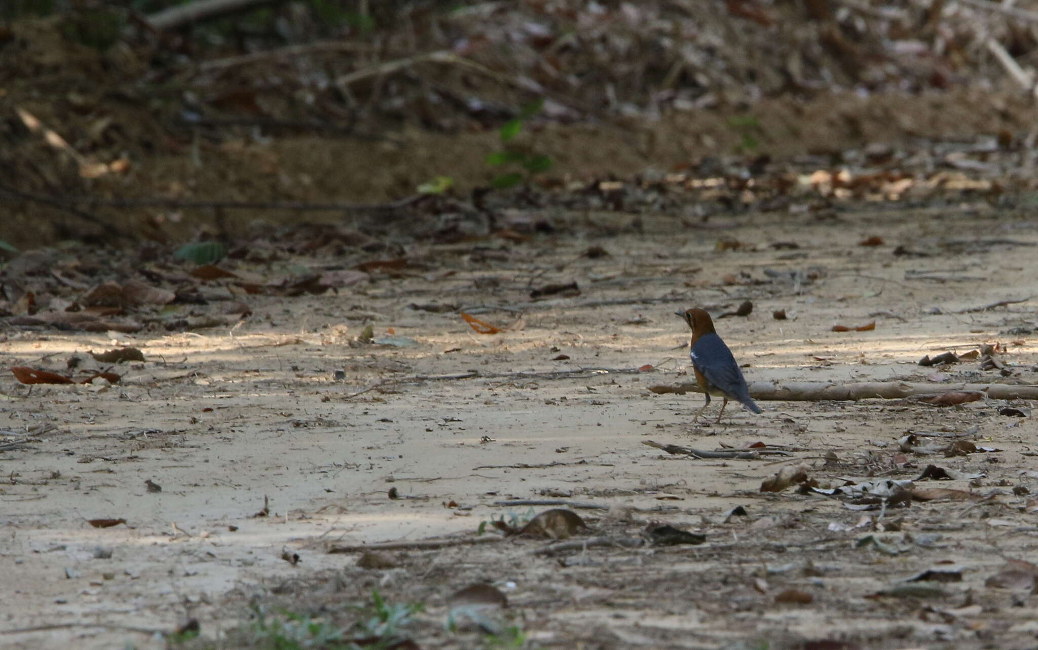 Image of Orange-headed Thrush