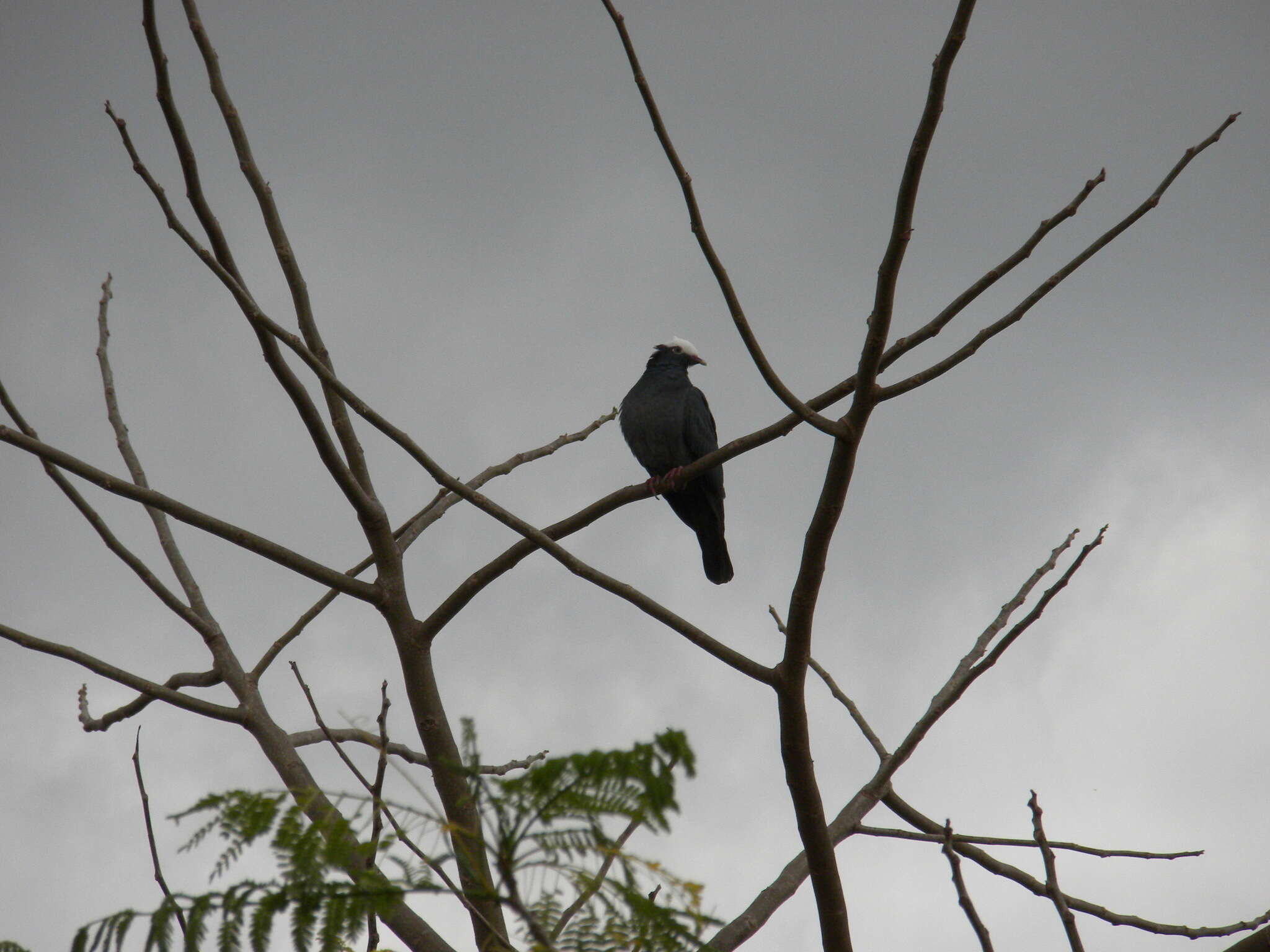 Image de Pigeon à couronne blanche