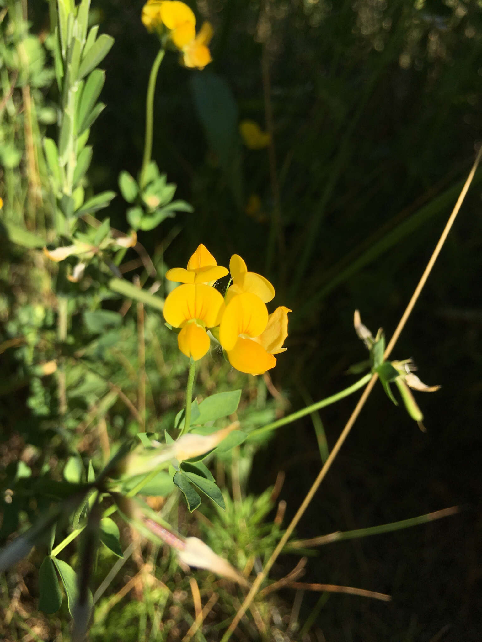 Image of bird's-foot trefoil