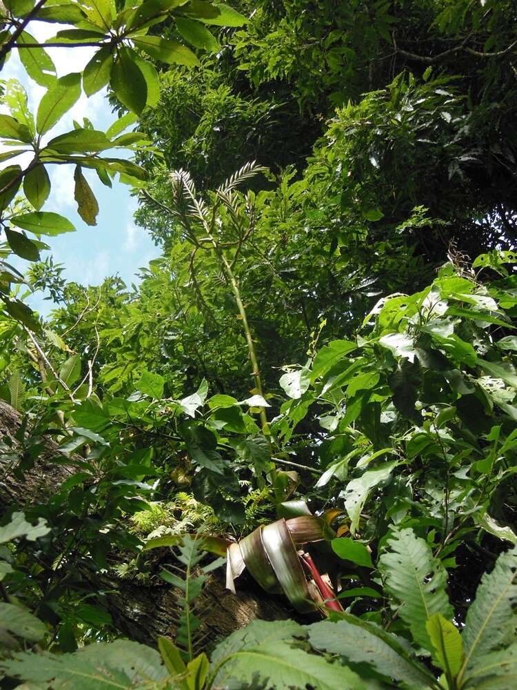 Image de Pseudalcantarea viridiflora (Beer) Pinzón & Barfuss