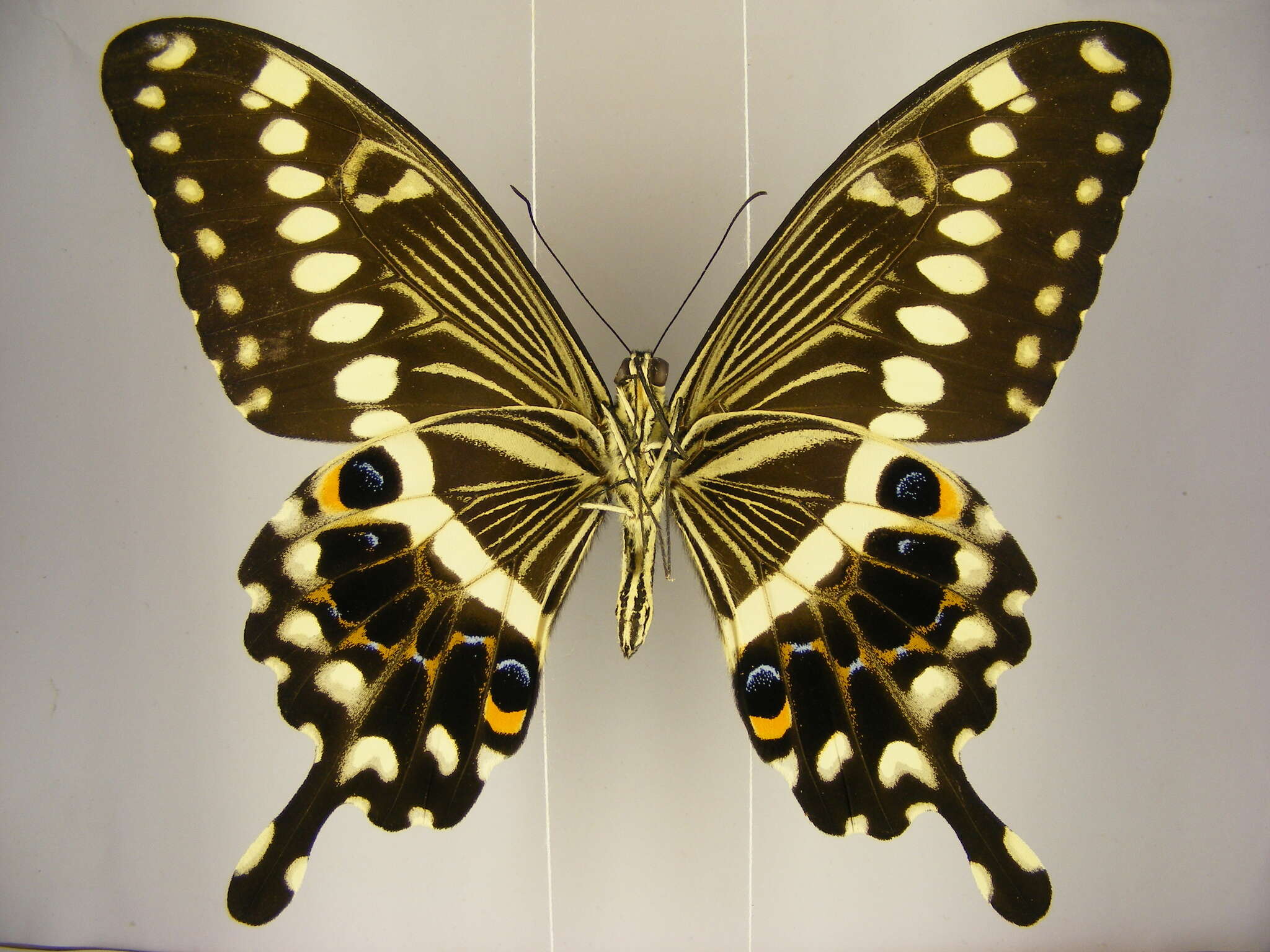 Image of Papilio lormieri Distant 1874