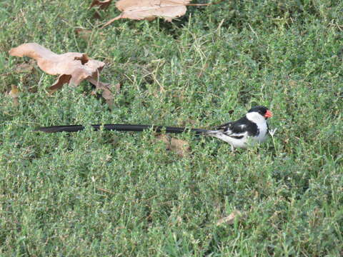 Image of Pin-tailed Whydah