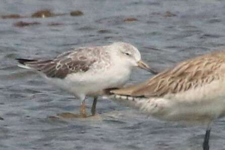 Image of Nordmann's Greenshank