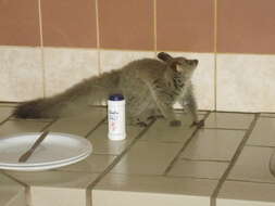 Image of Brown Greater Galago