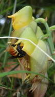 Image of Large-fruited Catasetum