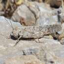 Image of Shasta Grasshopper