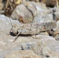 Image of Shasta Grasshopper