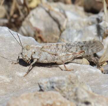 Image of Shasta Grasshopper