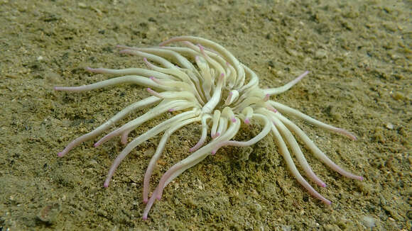 Image of Golden anemone