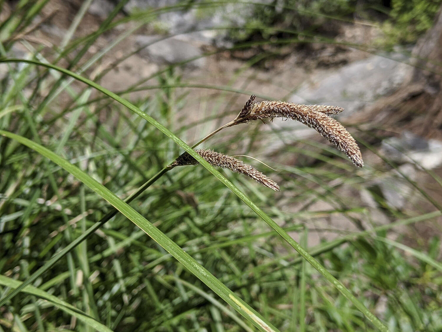 Image of Western Rough Sedge