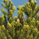 Image of Striolated Tit-Spinetail