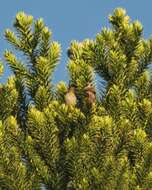 Image of Striolated Tit-Spinetail