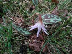 Image of Dog tooth lily