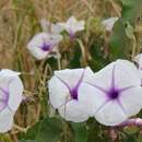 Image of Ipomoea hildebrandtii Vatke