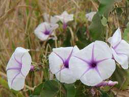 Image of Ipomoea hildebrandtii Vatke