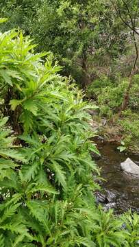 Image of Argyranthemum pinnatifidum subsp. pinnatifidum