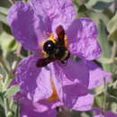 Image of Andrena morio Brullé 1832