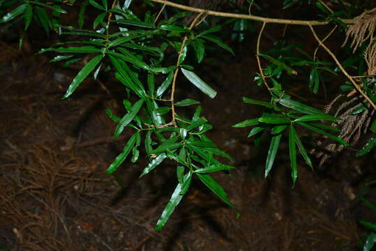 Image of Podocarpus fasciculus de Laub.