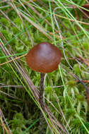 Imagem de Psilocybe fuscofulva Peck 1887