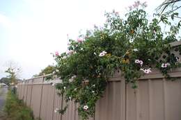 Image de Pandorea jasminoides (Lindl.) Schumann