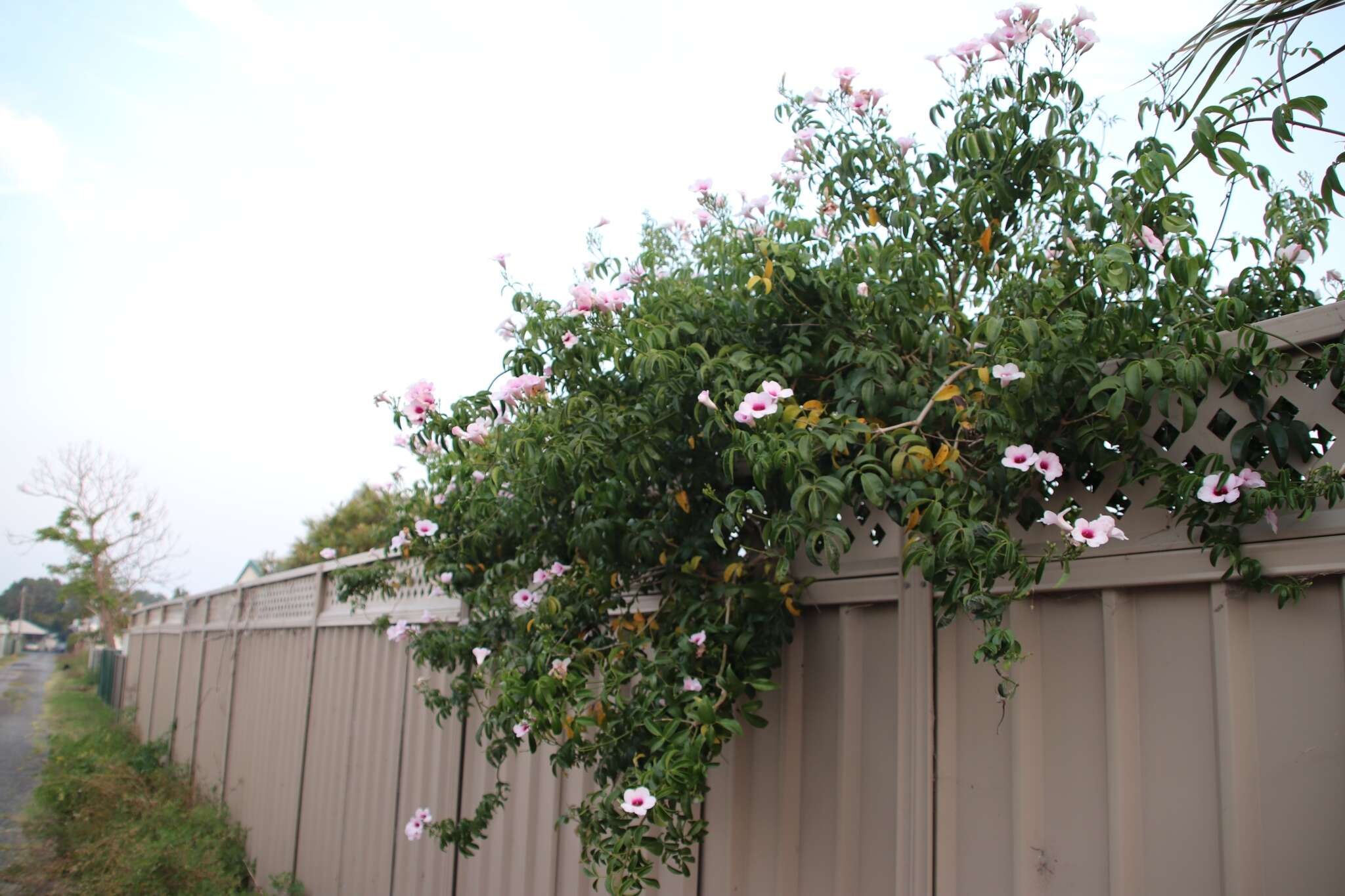 Image de Pandorea jasminoides (Lindl.) Schumann