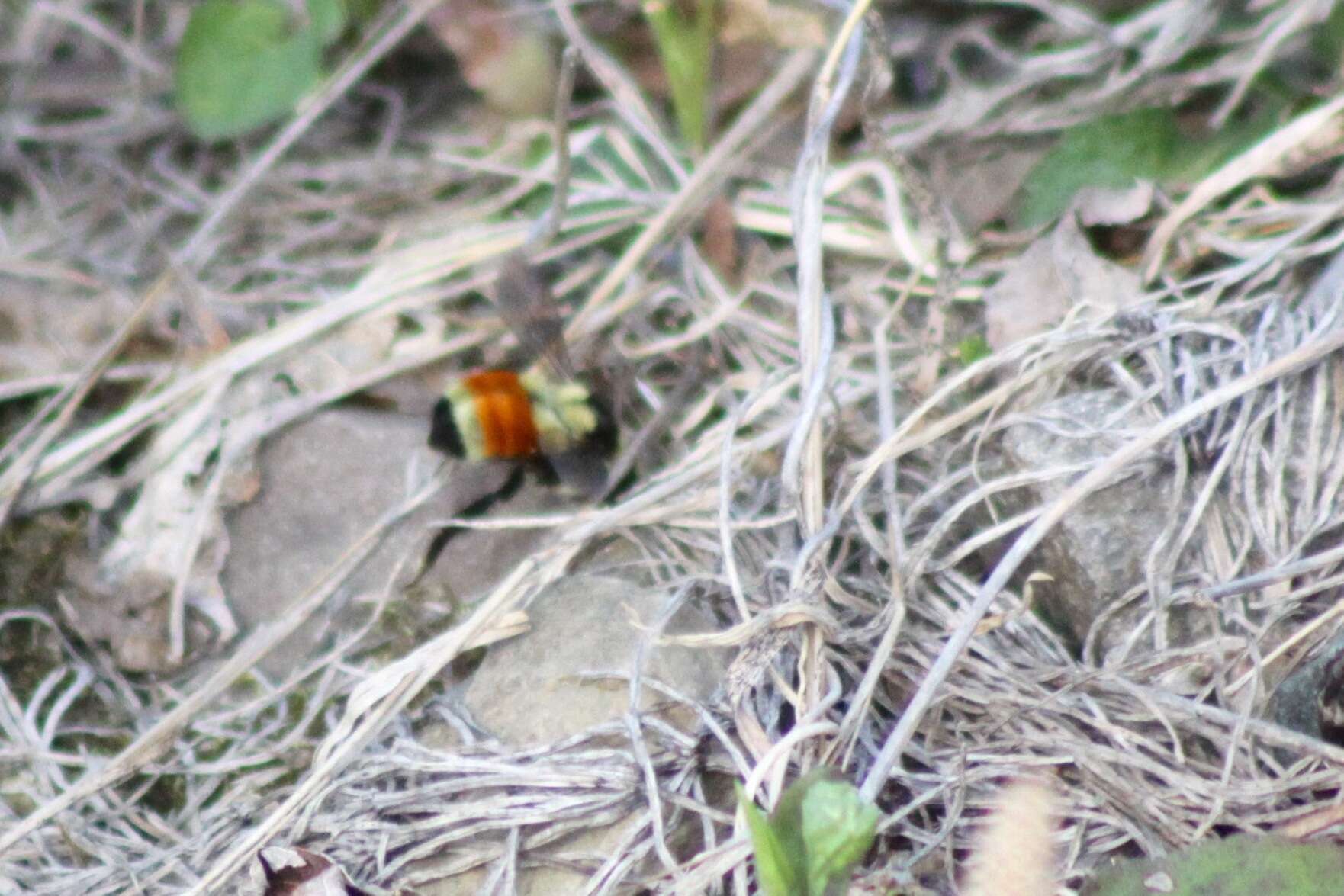 Image of Tricolored Bumble Bee