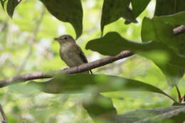 Imagem de Empidonax virescens (Vieillot 1818)