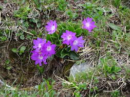 Image of Primula clusiana Tausch