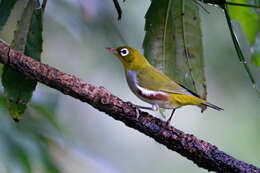 Image of Chestnut-flanked White-eye