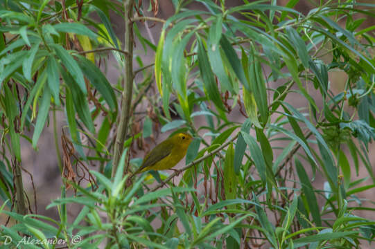 Image of Wilson's Warbler