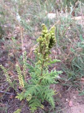 Phacelia denticulata Osterh.的圖片