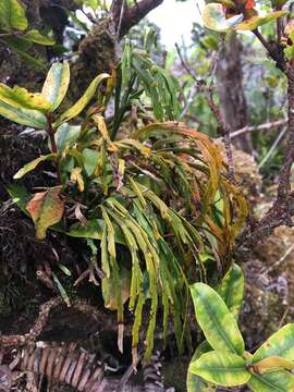 Image de Psilotum complanatum Sw.