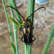 Image of Stictoleptura (Cribroleptura) stragulata (Germar 1824)