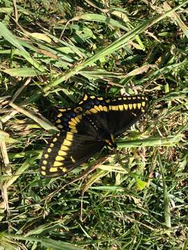 Image of Short-tailed Swallowtail