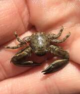 Image of green porcelain crab