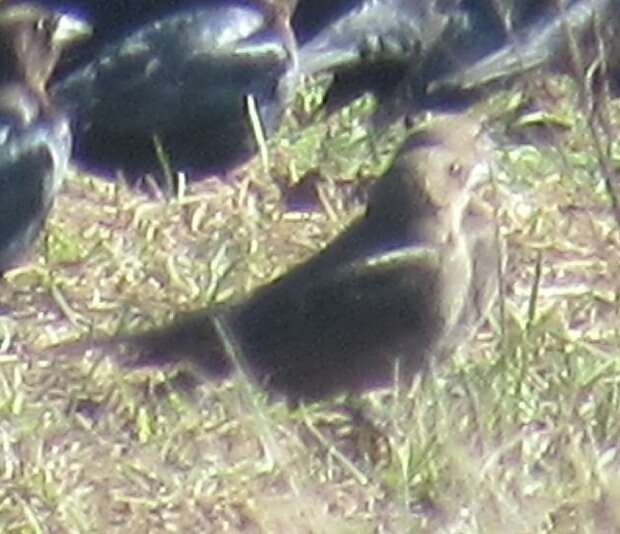 Image of Brown-headed Cowbird