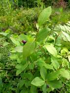 Image de Amelanchier bartramiana (Tausch) M. Roemer