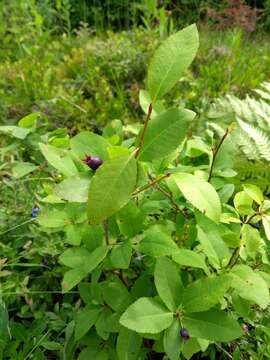 Image of oblongfruit serviceberry