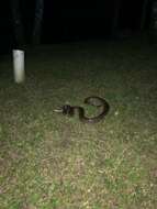 Image of Brown Rainbow Boa