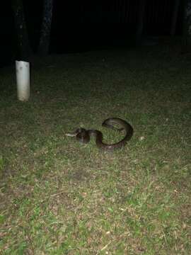 Image of Brown Rainbow Boa