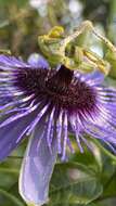 Image de Passiflora amethystina Mikan