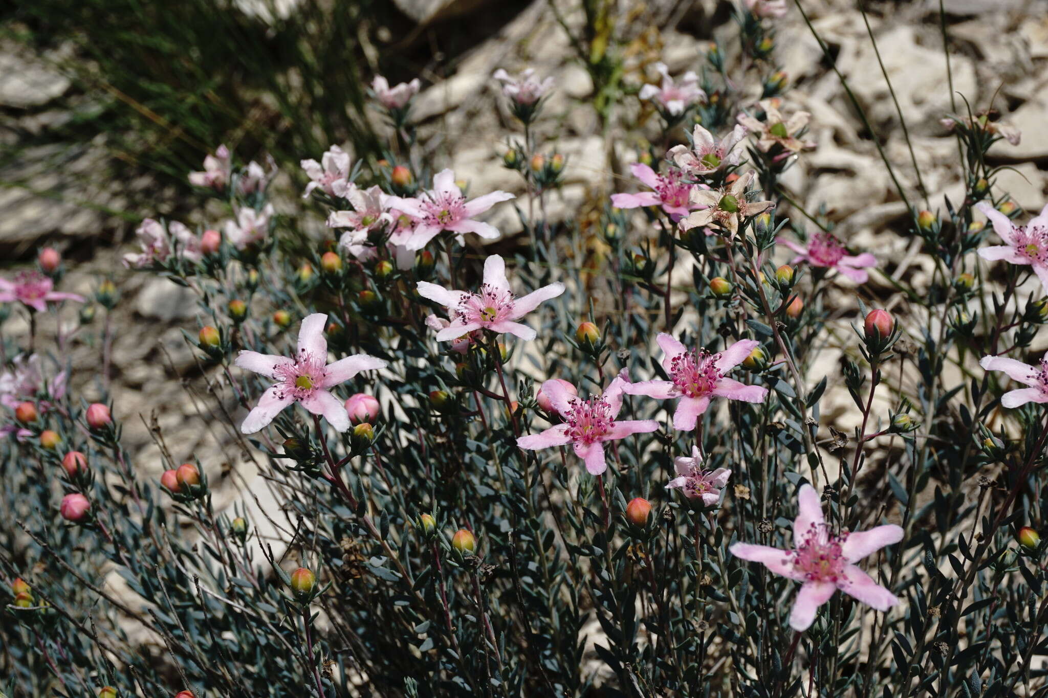 Image de Reaumuria alternifolia subsp. alternifolia