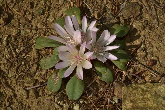 Image of Kellogg's lewisia