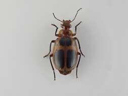 Image de Lebia (Lebia) sellata Dejean 1825