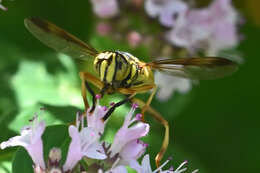 Image of Spilomyia citima Vockeroth 1958