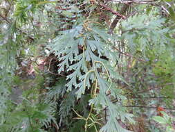 Image de Hymenophyllum dilatatum (G. Forst.) Sw.