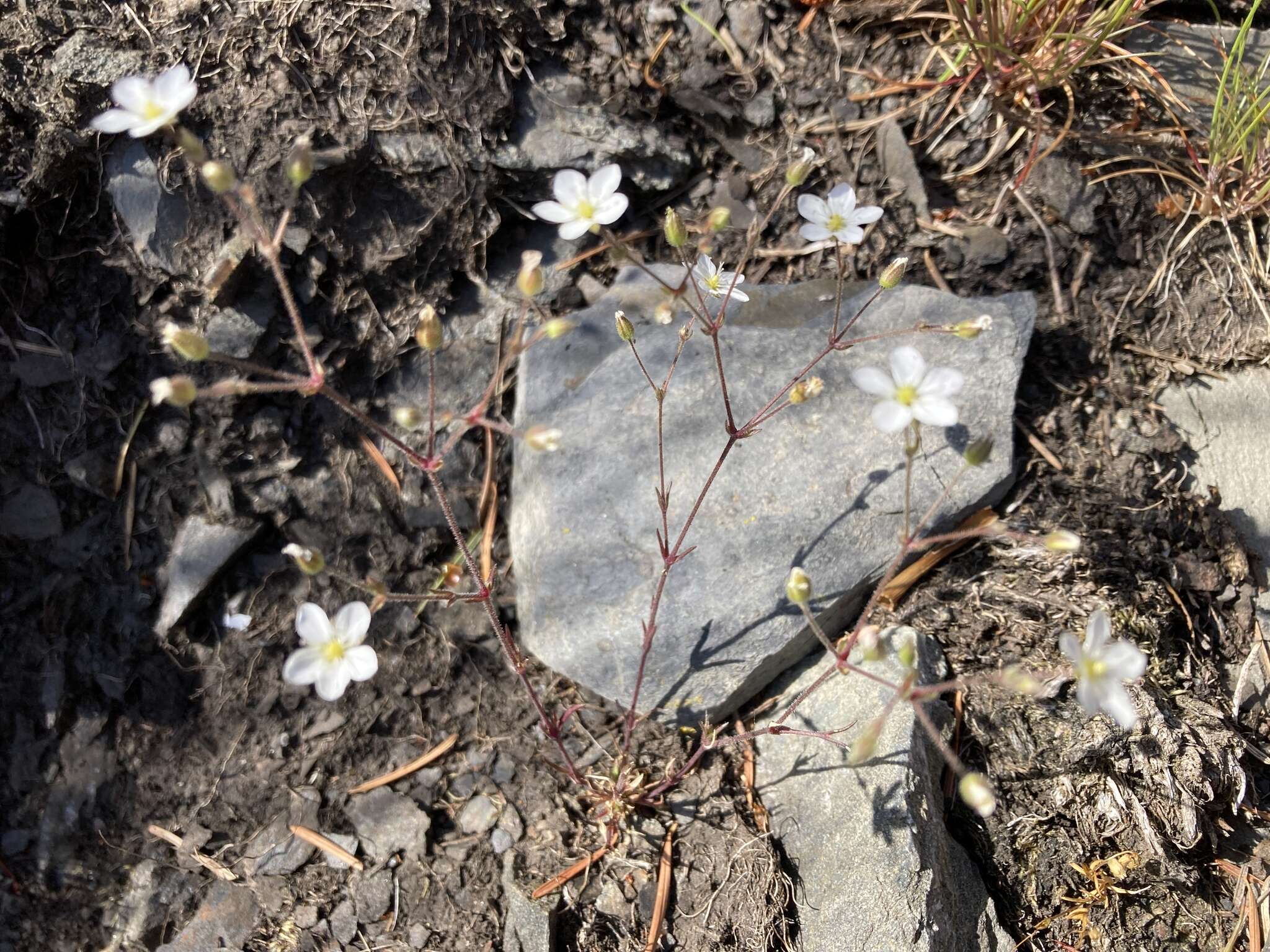 Image of slender stitchwort